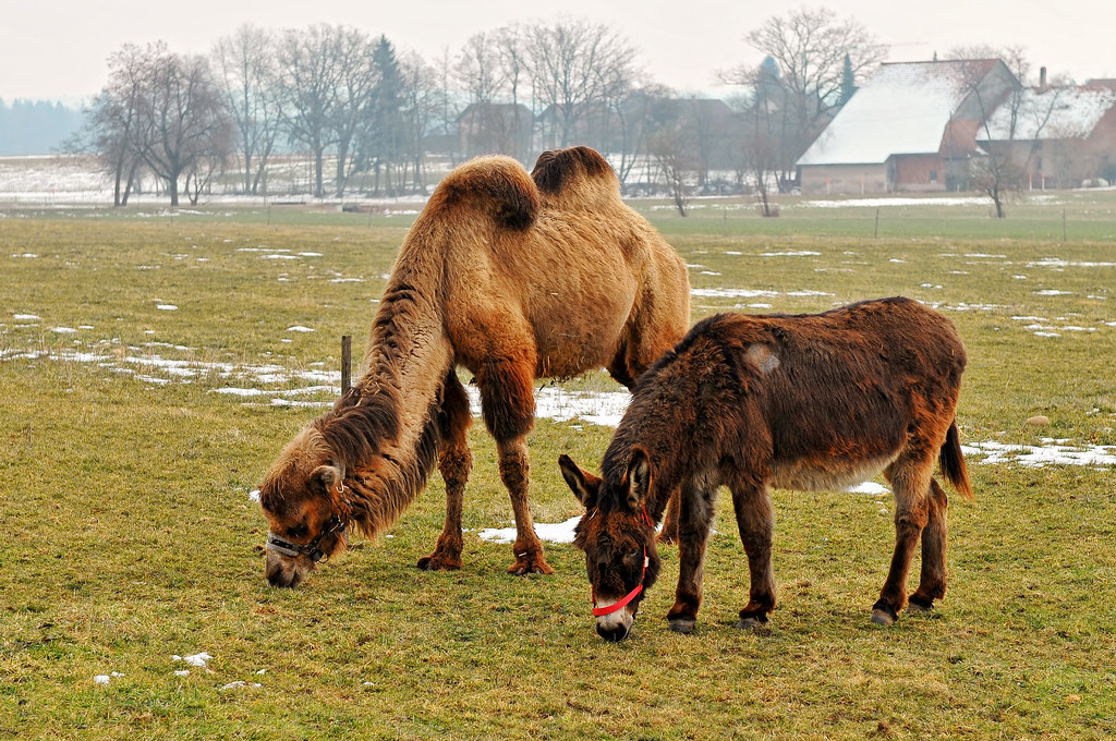 donkey-and-camel